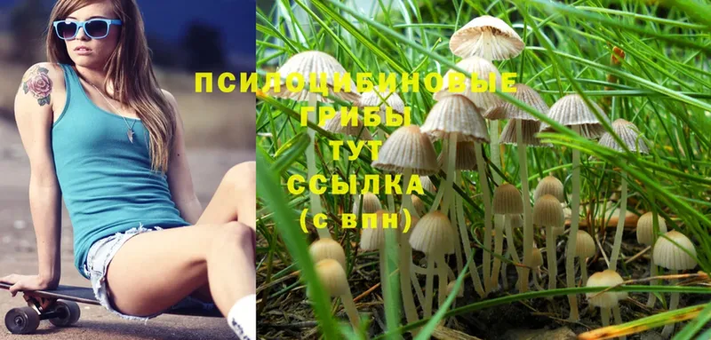 закладки  Кущёвская  OMG вход  Псилоцибиновые грибы MAGIC MUSHROOMS 